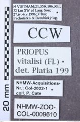 Etikett zu Melanotus philippinensis (Platia & Schimmel, 2001)